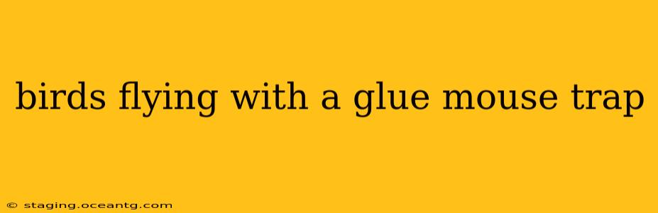 birds flying with a glue mouse trap