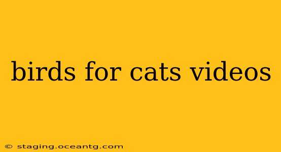birds for cats videos