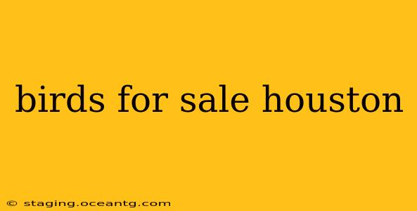 birds for sale houston