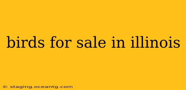 birds for sale in illinois