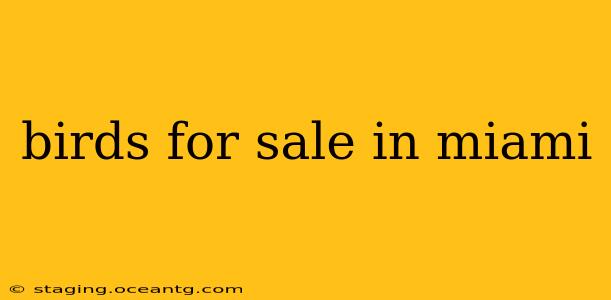 birds for sale in miami