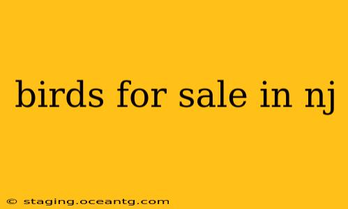 birds for sale in nj