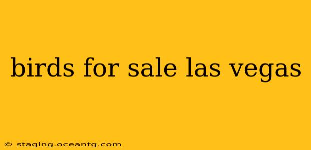 birds for sale las vegas