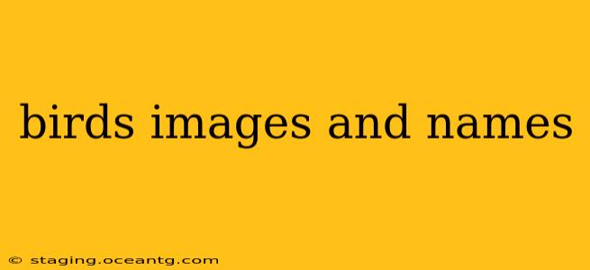 birds images and names