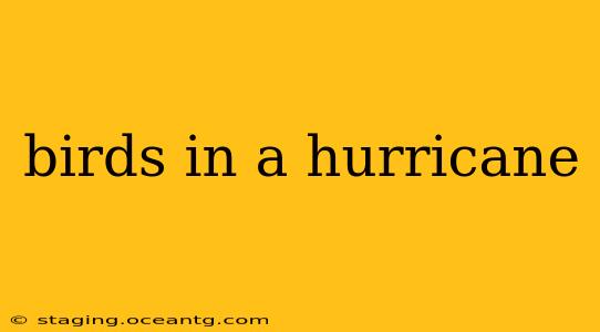 birds in a hurricane