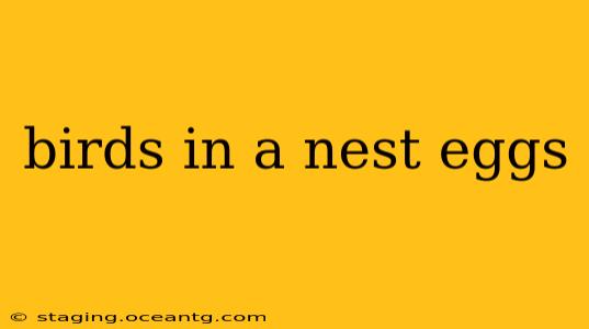 birds in a nest eggs
