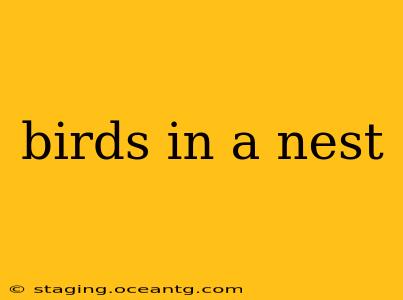 birds in a nest