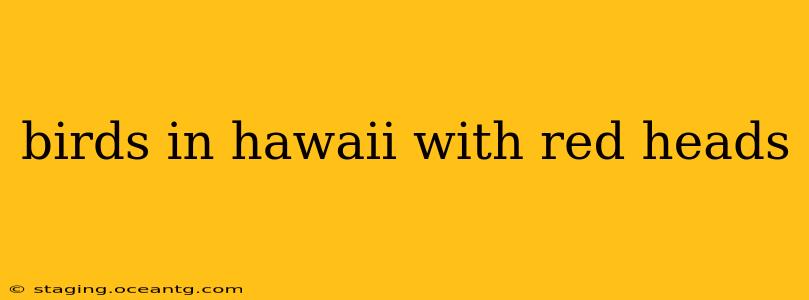 birds in hawaii with red heads