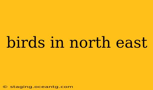 birds in north east