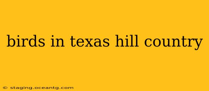 birds in texas hill country