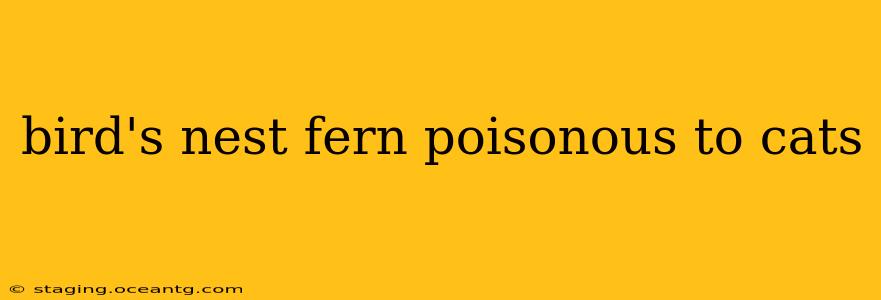 bird's nest fern poisonous to cats