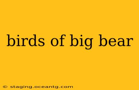 birds of big bear