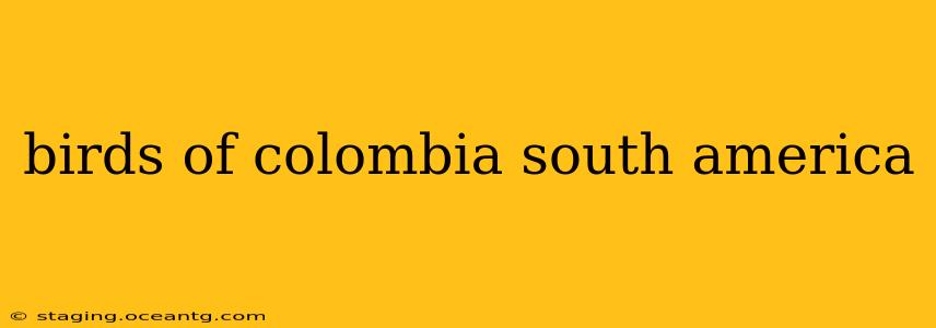 birds of colombia south america