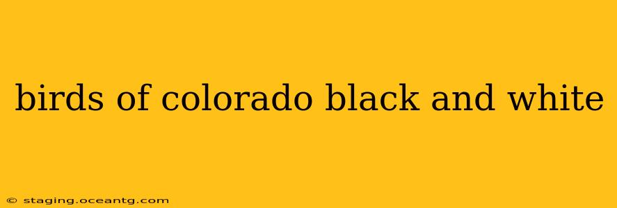 birds of colorado black and white