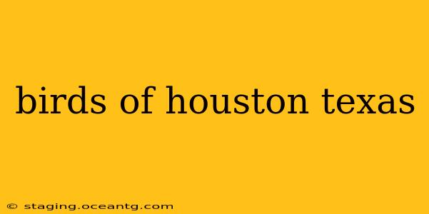 birds of houston texas