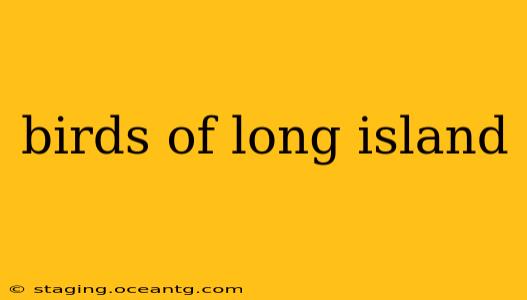 birds of long island