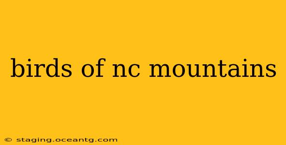 birds of nc mountains
