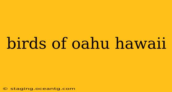birds of oahu hawaii