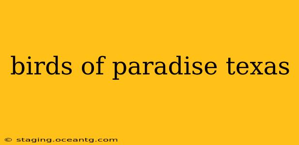 birds of paradise texas