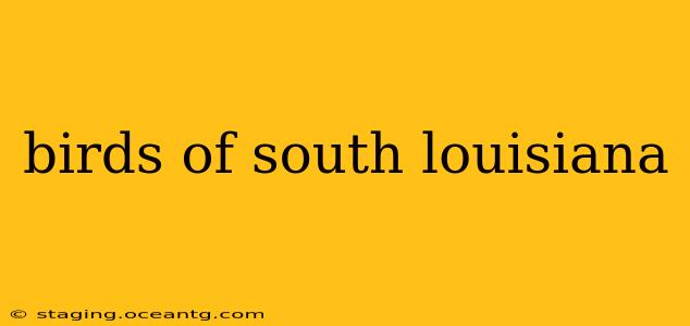 birds of south louisiana