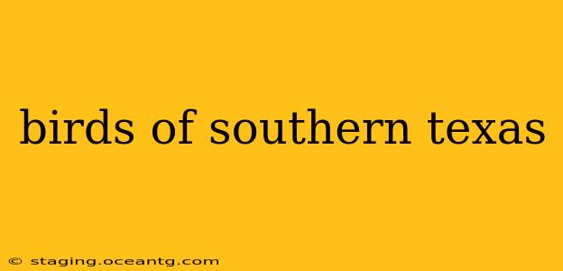 birds of southern texas