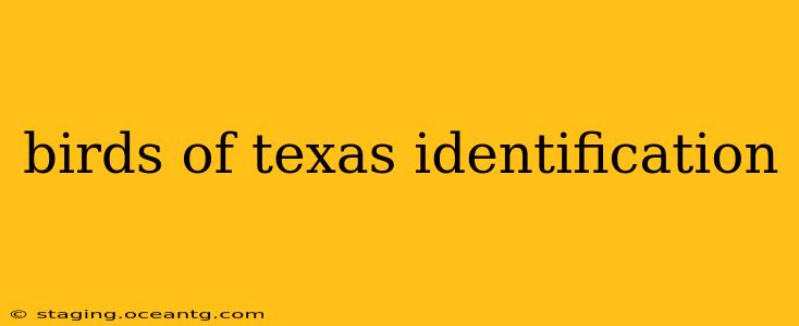 birds of texas identification