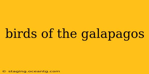 birds of the galapagos