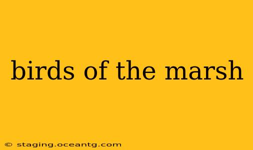 birds of the marsh