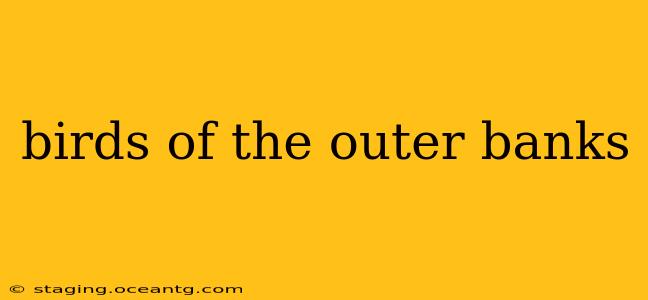 birds of the outer banks