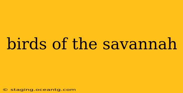 birds of the savannah
