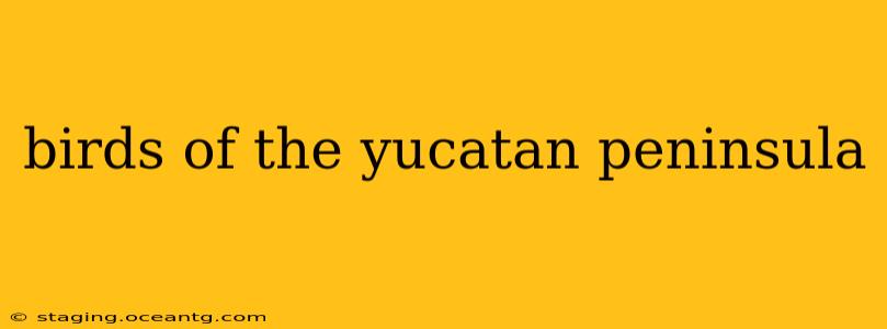 birds of the yucatan peninsula