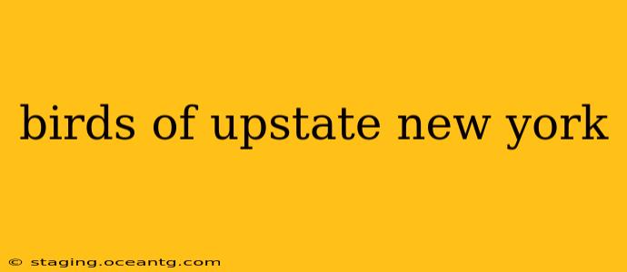 birds of upstate new york