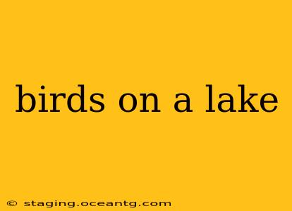 birds on a lake