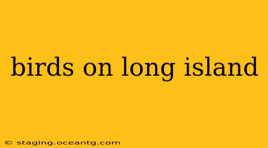 birds on long island