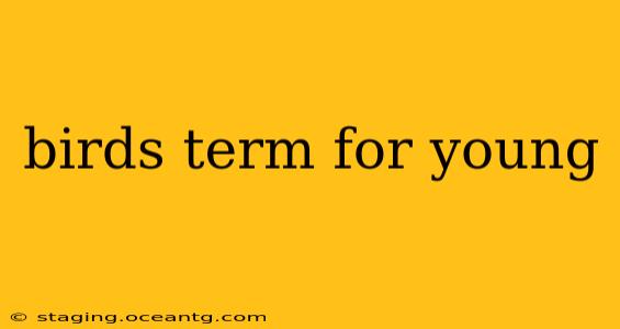 birds term for young
