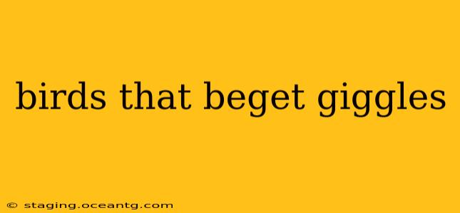 birds that beget giggles