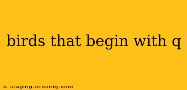 birds that begin with q