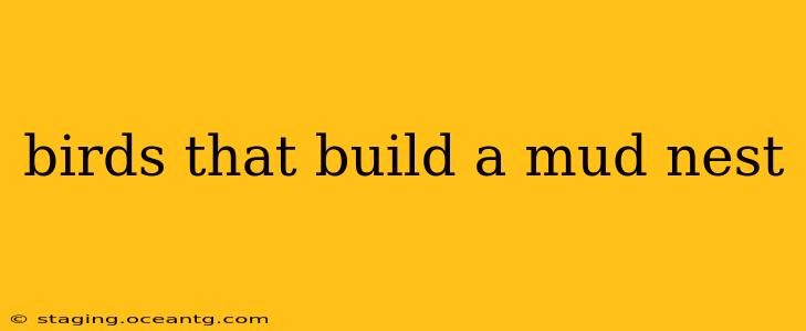 birds that build a mud nest