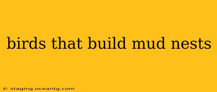birds that build mud nests