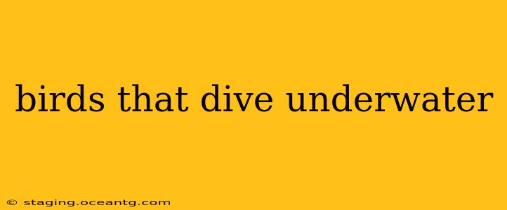 birds that dive underwater