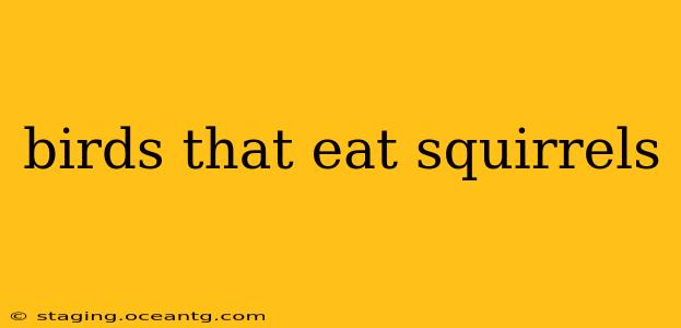 birds that eat squirrels
