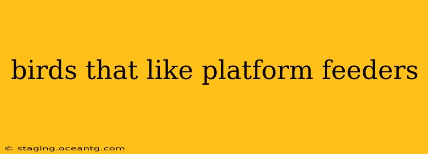 birds that like platform feeders