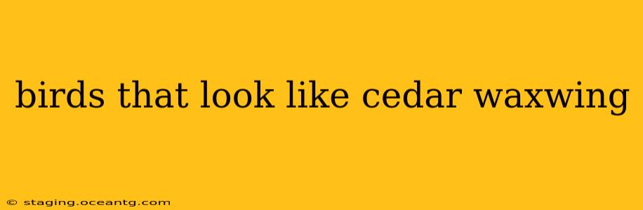 birds that look like cedar waxwing