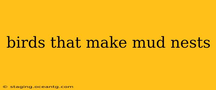 birds that make mud nests