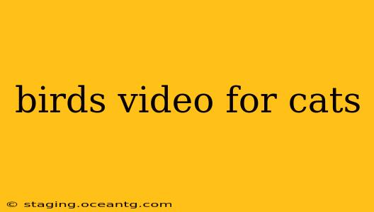 birds video for cats
