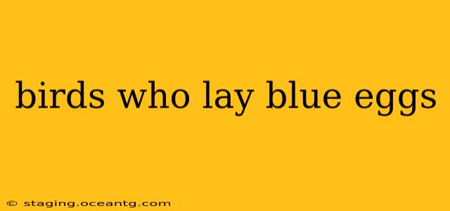 birds who lay blue eggs