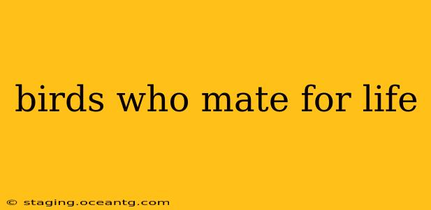 birds who mate for life