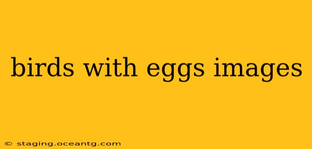 birds with eggs images