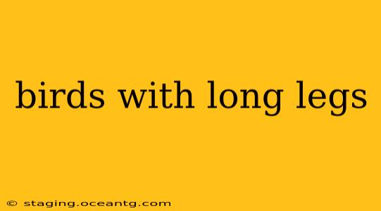 birds with long legs