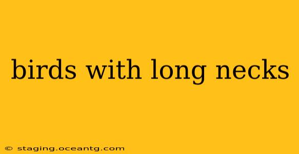 birds with long necks